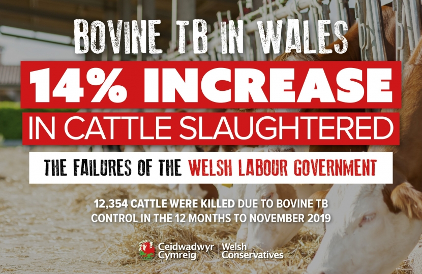 Welsh Government ‘losing The Battle To Eradicate Bovine TB’ As Latest ...